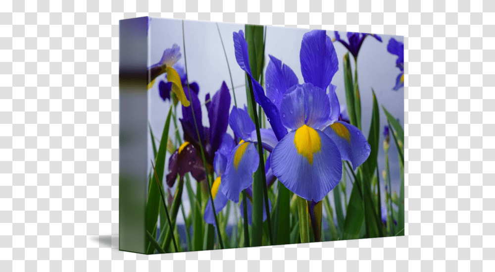 Irises Flowers Garden Purple Irises, Plant, Blossom, Bird, Animal Transparent Png