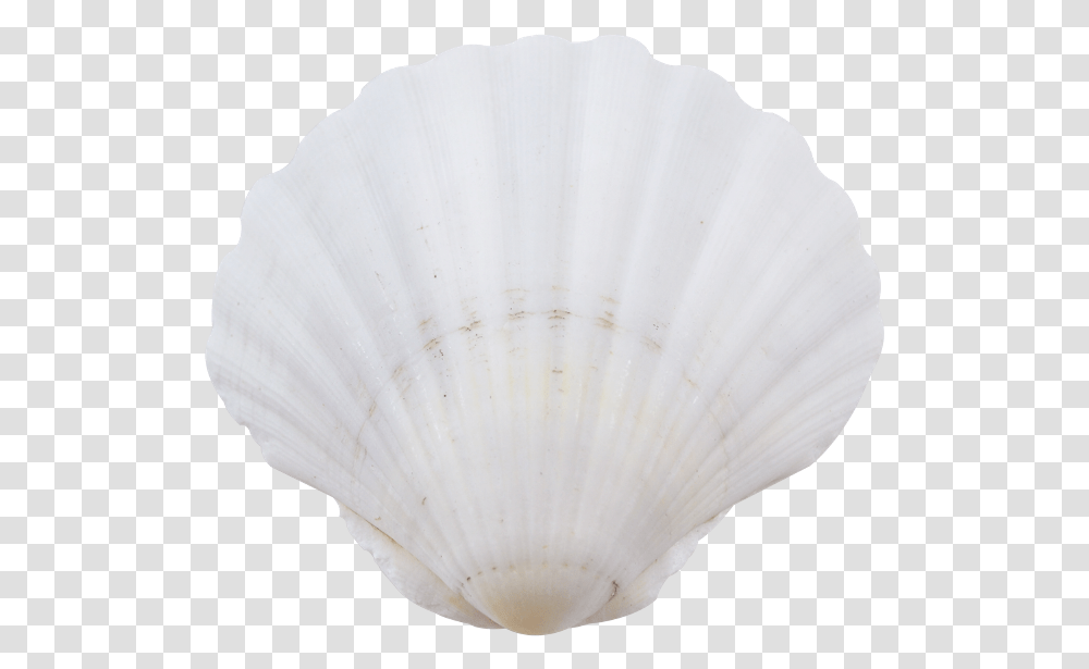 Irish Deep Seashells Baltic Clam, Invertebrate, Sea Life, Animal, Balloon Transparent Png