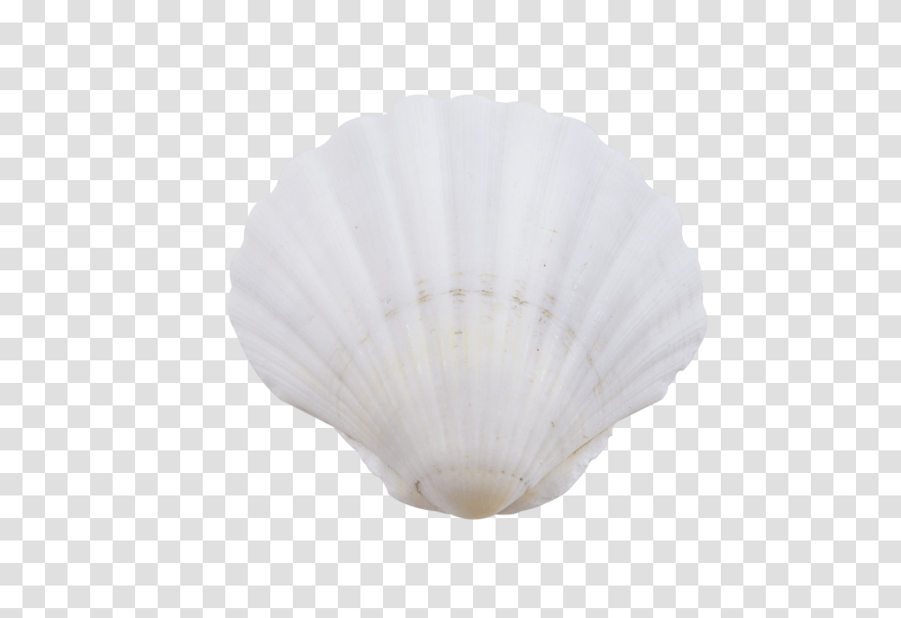 Irish Deep Shell, Lamp, Clam, Seashell, Invertebrate Transparent Png