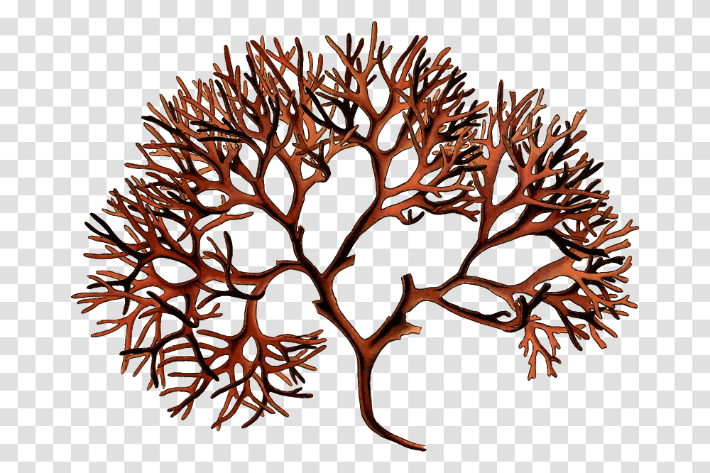 Irish Moss Chondrus Crispus, Plant, Root, Tree, Astronomy Transparent Png