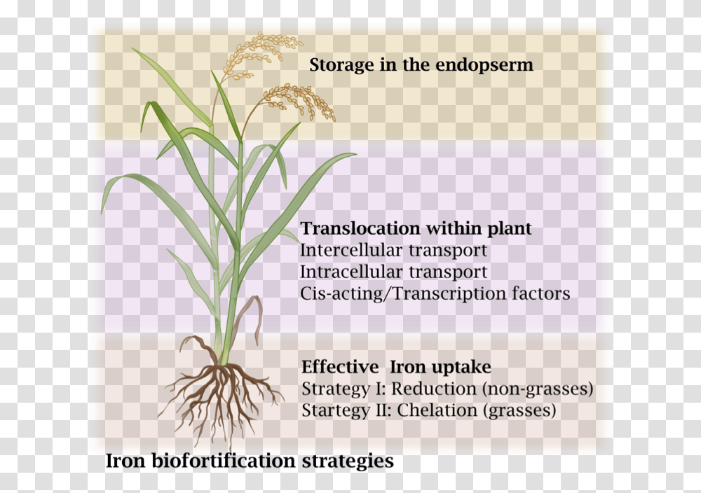 Iron Biofortification Of Rice, Plant, Flower, Blossom Transparent Png
