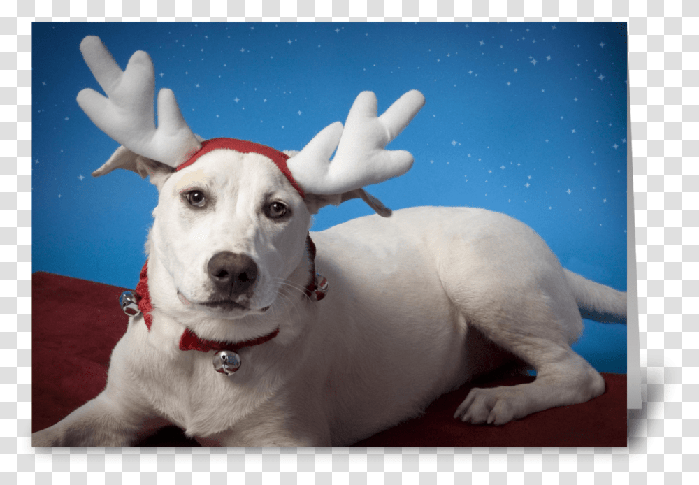Irritated Dog With Reindeer Ears Greeting Card Reindeer, Pet, Canine, Animal, Mammal Transparent Png