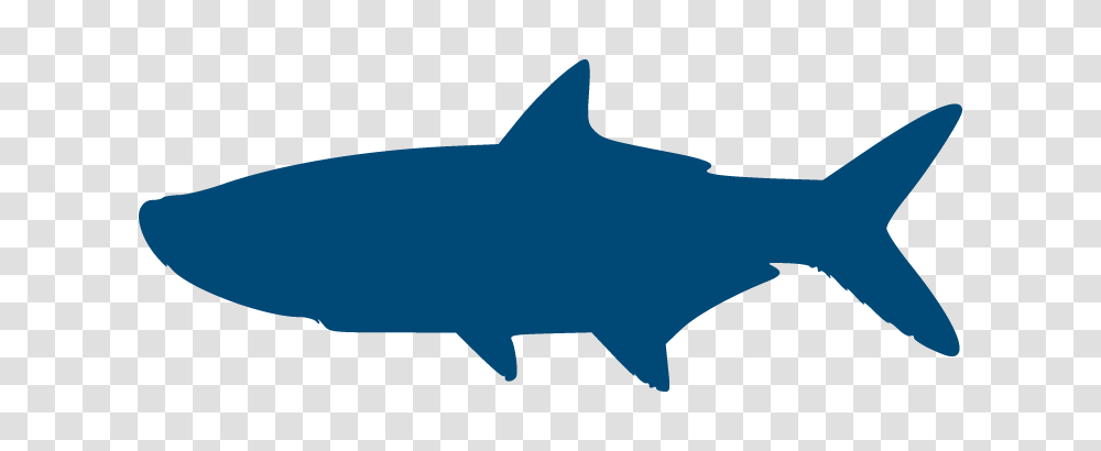 Irtreels, Shark, Sea Life, Fish, Animal Transparent Png