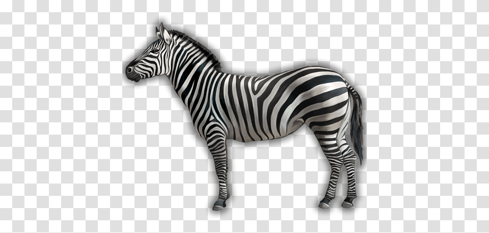Is A Zebra White With Black Stripes Or Zebra White Or Black, Wildlife, Mammal, Animal Transparent Png