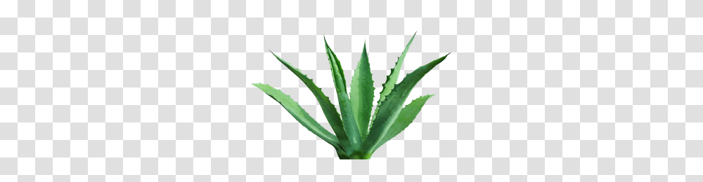 Is Agave Better Than Honey, Plant, Aloe, Leaf Transparent Png