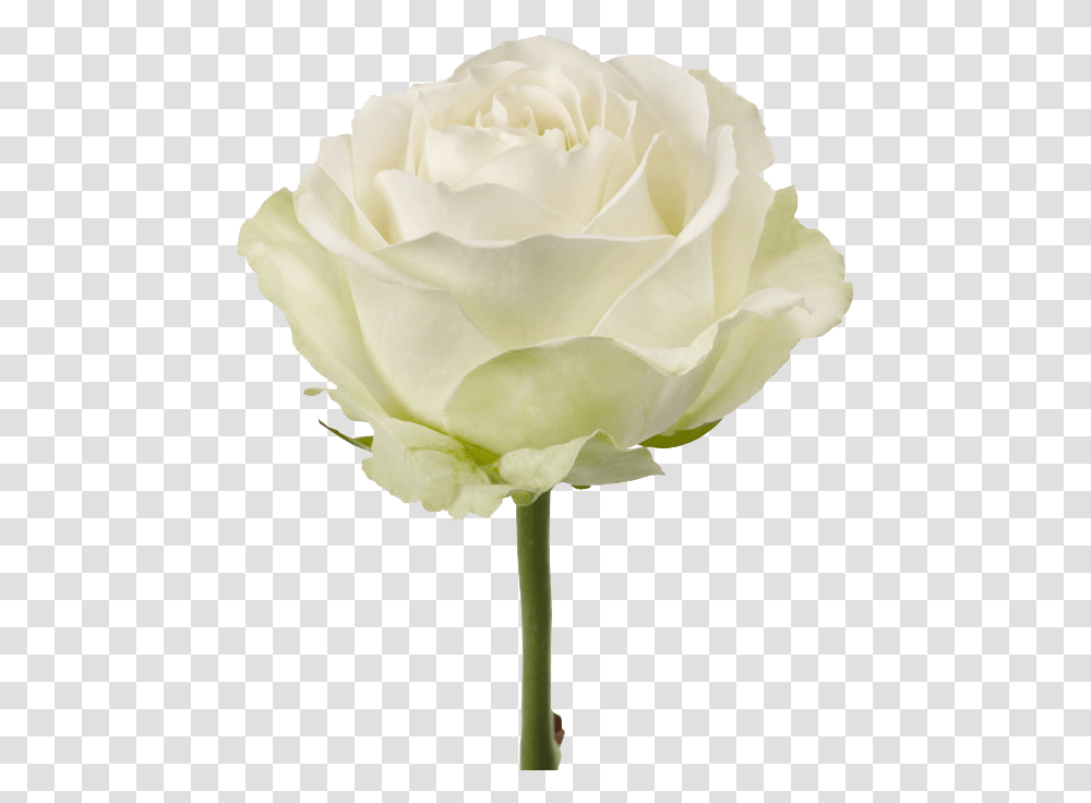 Is Obtained By Experimental Mutagenesis From Avalanche Rose White Avalanche, Flower, Plant, Blossom, Petal Transparent Png