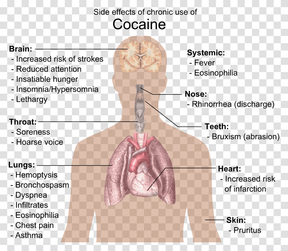 Is Sugar More Addictive Than Cocaine A Response To Effects Of Stimulant Drugs, Neck, Head, Shoulder, Person Transparent Png