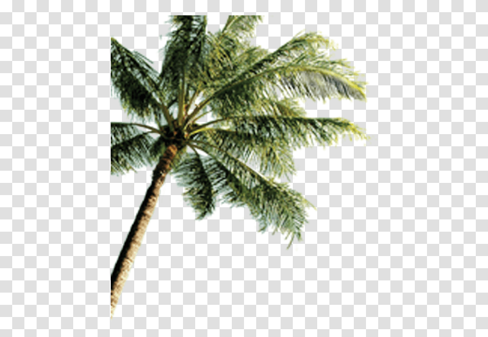 Island With Coconut Trees Tropical Palm Tree Beach, Leaf, Plant, Arecaceae, Veins Transparent Png