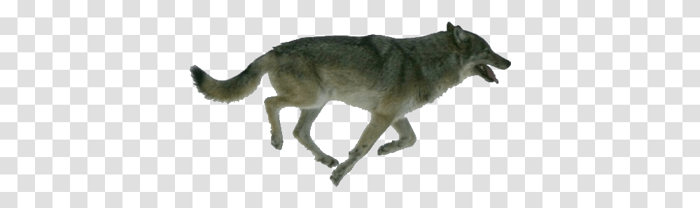 Isle Royale Wolves, Coyote, Mammal, Animal, Wolf Transparent Png