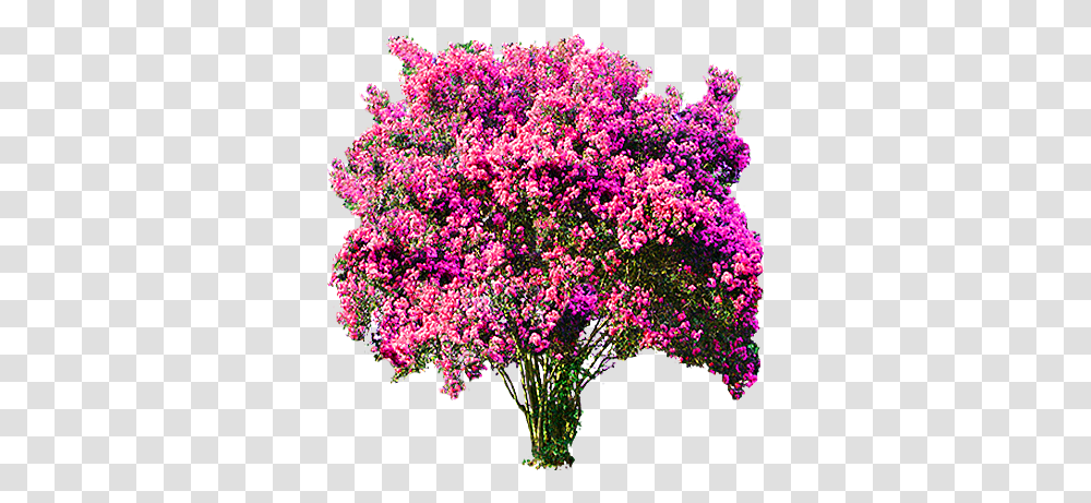 Iso Pink Weeping Cherry Blossom Tree Found Editing Cut Picsart, Plant, Flower, Bush, Vegetation Transparent Png