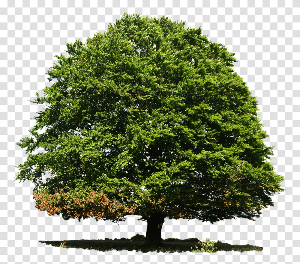 Isolated Nature, Tree, Plant, Potted Plant Transparent Png
