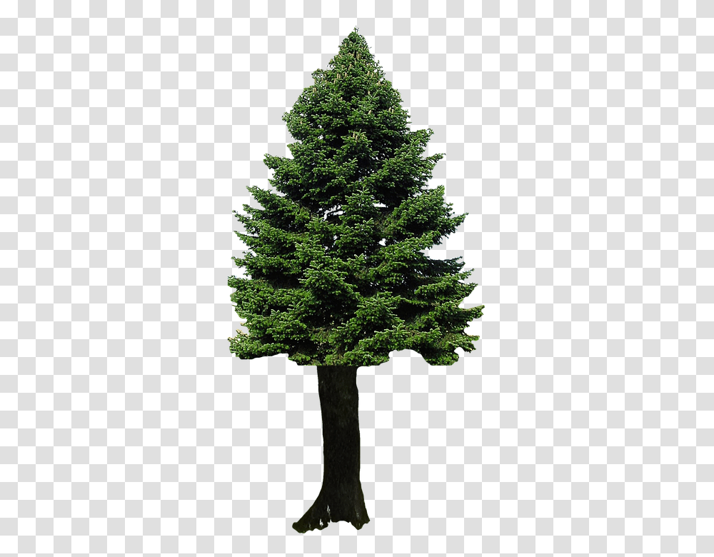 Isolated 960, Religion, Tree, Plant, Fir Transparent Png