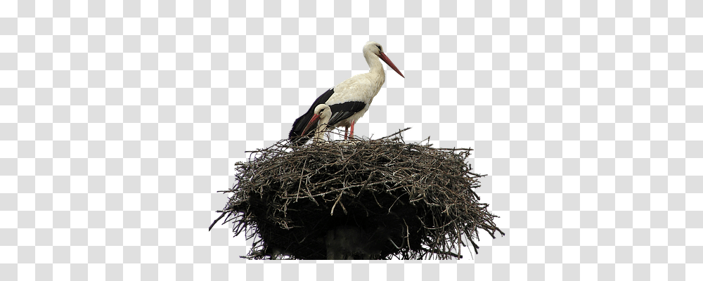 Isolated Nature, Bird, Animal, Stork Transparent Png