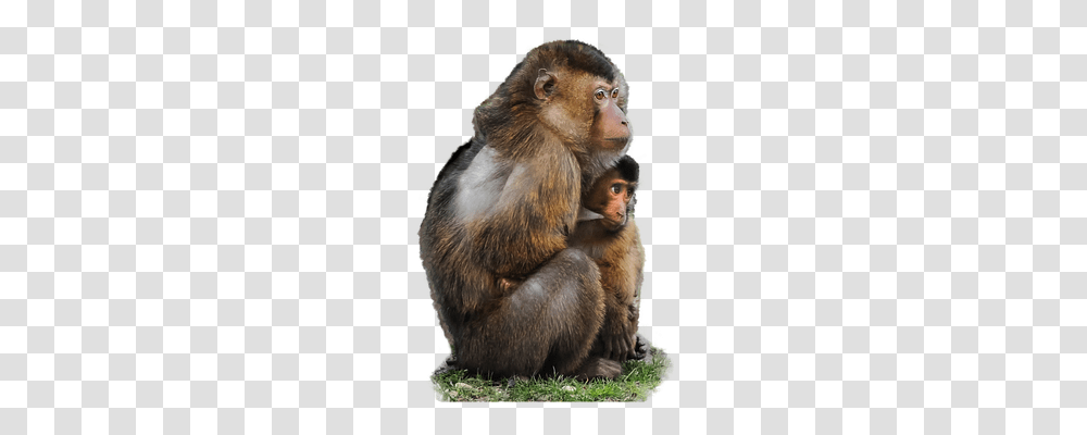 Isolated Person, Monkey, Wildlife, Mammal Transparent Png