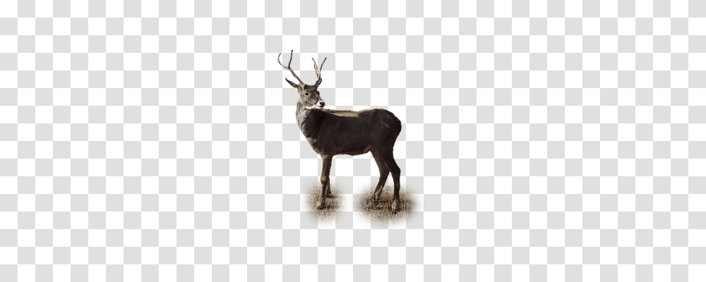 Isolated Antelope, Wildlife, Mammal, Animal Transparent Png