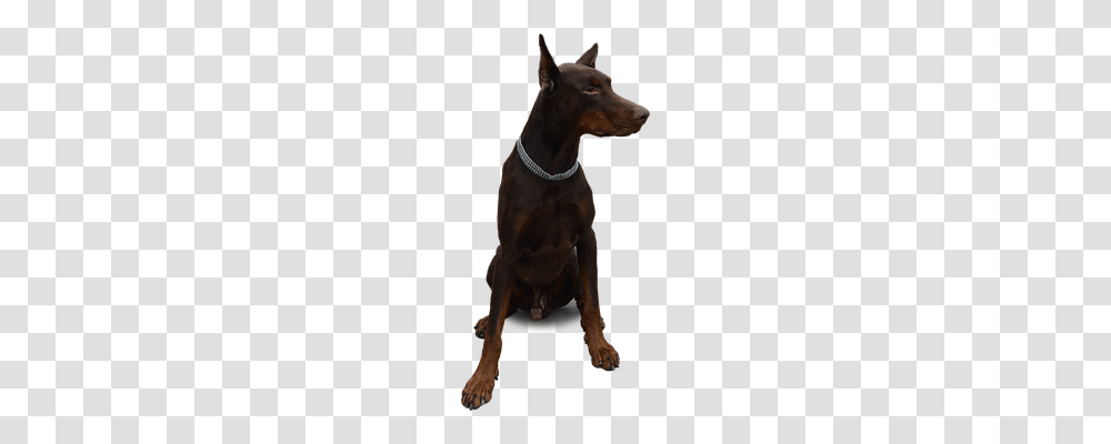 Isolated Animals, Canine, Mammal, Pet Transparent Png