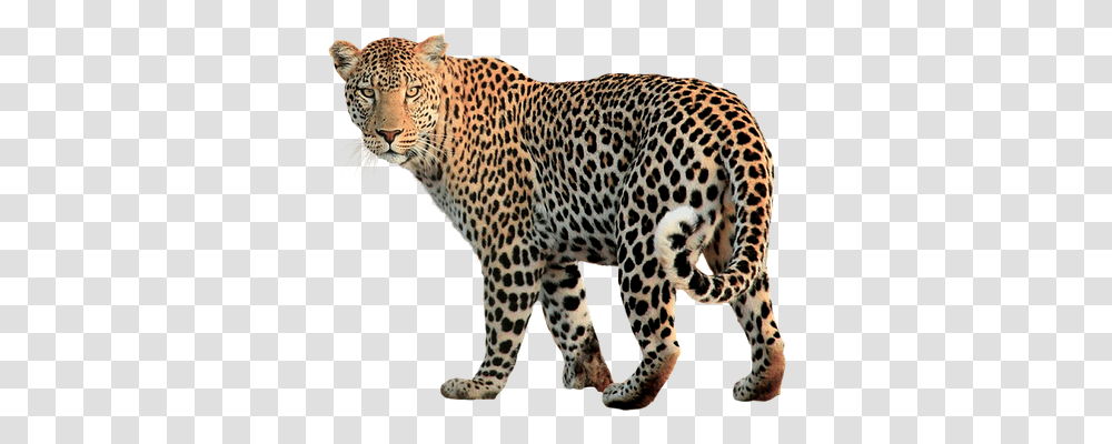 Isolated Person, Panther, Wildlife, Mammal Transparent Png