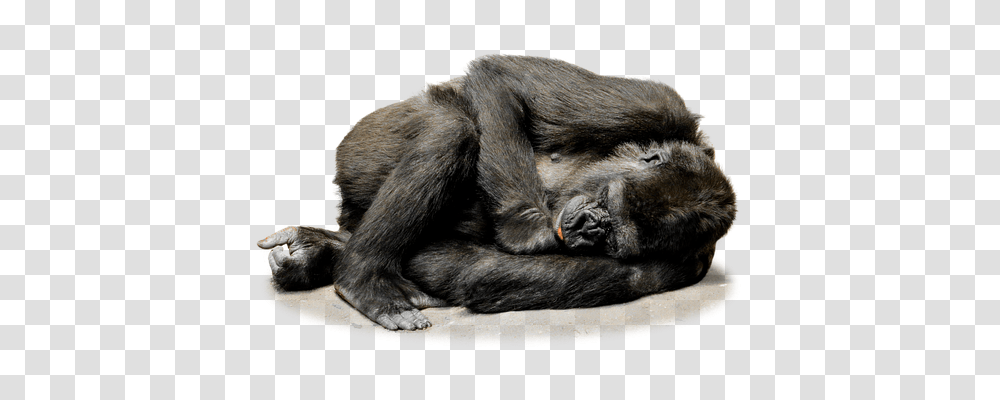 Isolated Nature, Ape, Wildlife, Mammal Transparent Png