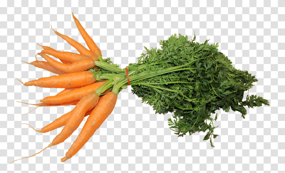 Isolated 960, Vegetable, Plant, Carrot, Food Transparent Png