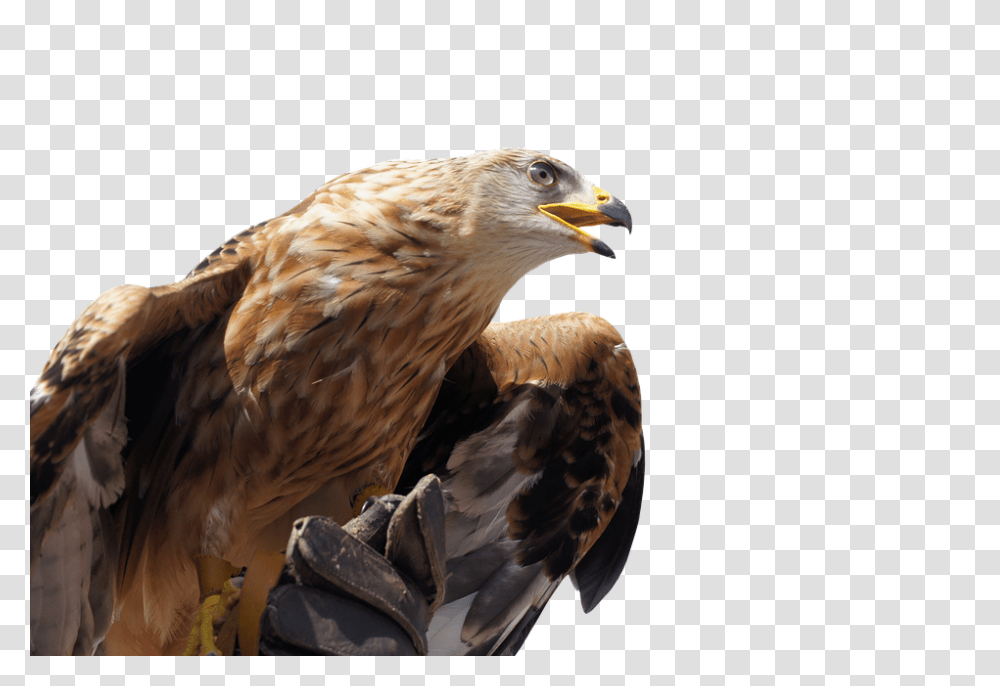 Isolated 960, Animals, Bird, Eagle, Hawk Transparent Png