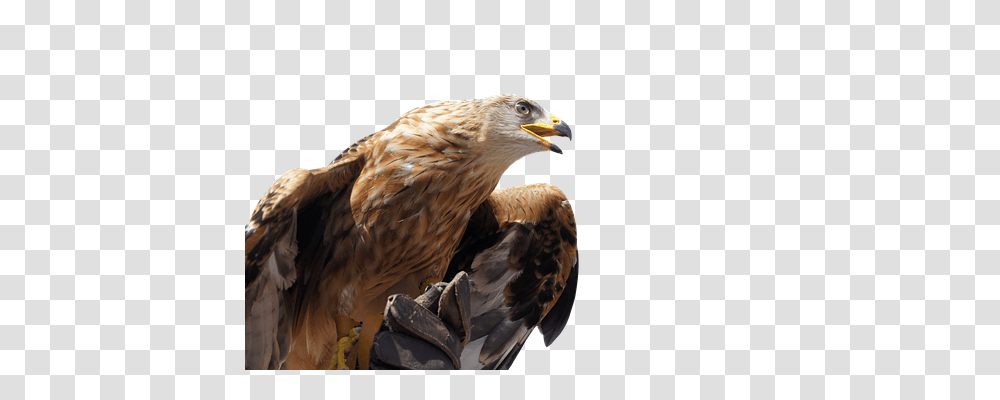 Isolated Animals, Bird, Hawk, Eagle Transparent Png