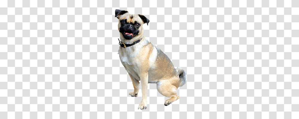 Isolated Nature, Dog, Pet, Canine Transparent Png