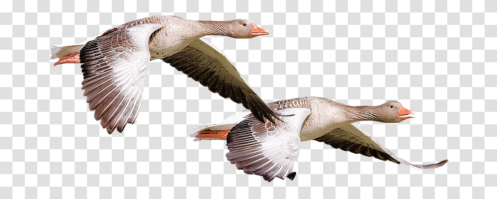 Isolated Nature, Bird, Animal, Goose Transparent Png