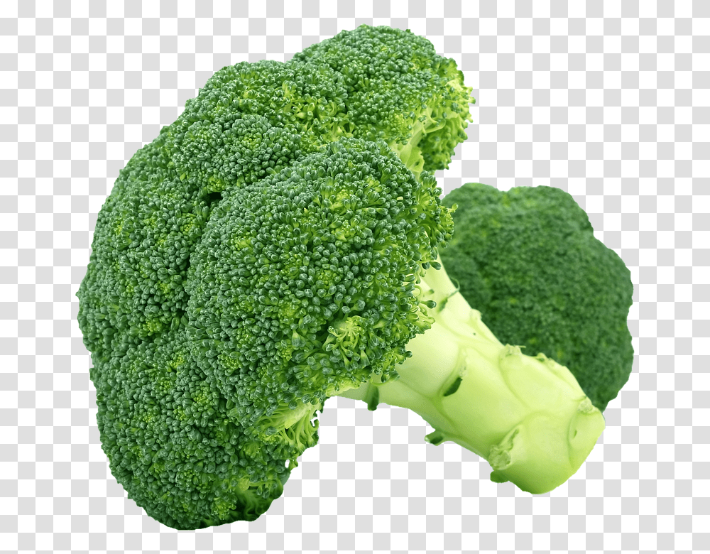 Isolated 960, Vegetable, Plant, Broccoli, Food Transparent Png