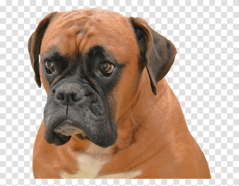 Isolated 960, Animals, Dog, Pet, Canine Transparent Png