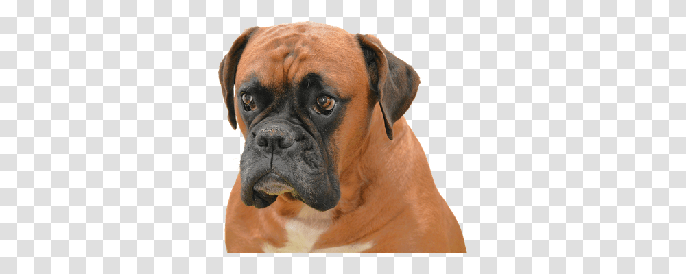 Isolated Animals, Dog, Pet, Canine Transparent Png