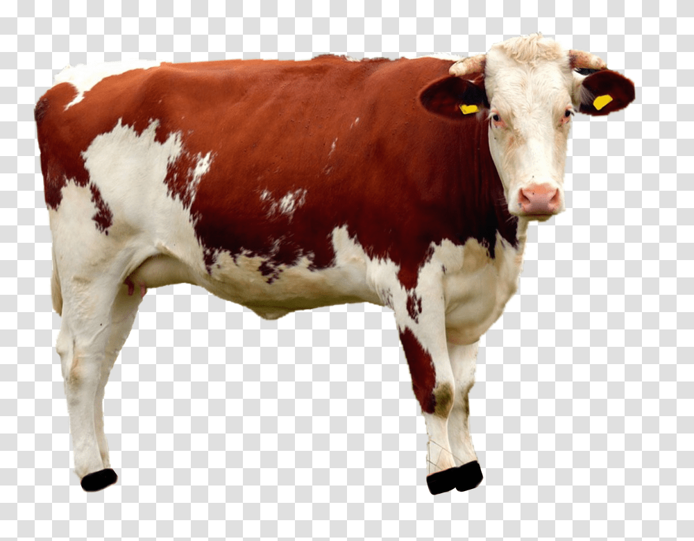 Isolated 960, Animals, Cow, Cattle, Mammal Transparent Png