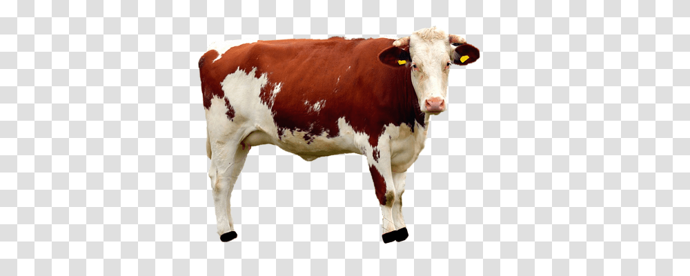 Isolated Nature, Cow, Cattle, Mammal Transparent Png