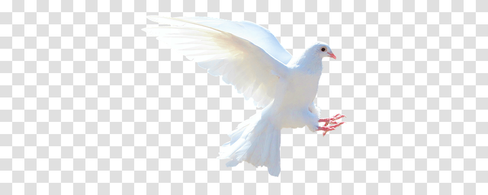 Isolated Nature, Bird, Animal, Dove Transparent Png