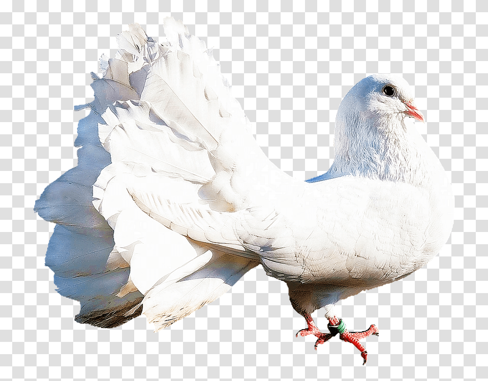 Isolated 960, Animals, Bird, Dove, Pigeon Transparent Png