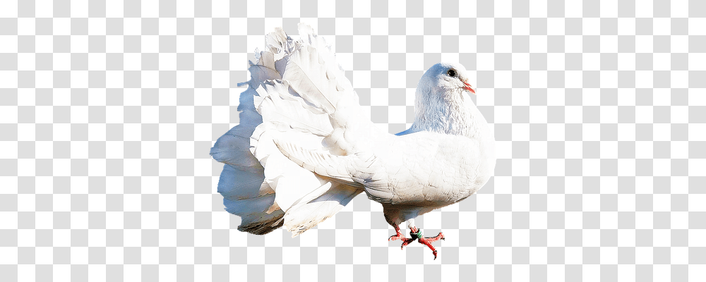 Isolated Nature, Bird, Animal, Dove Transparent Png
