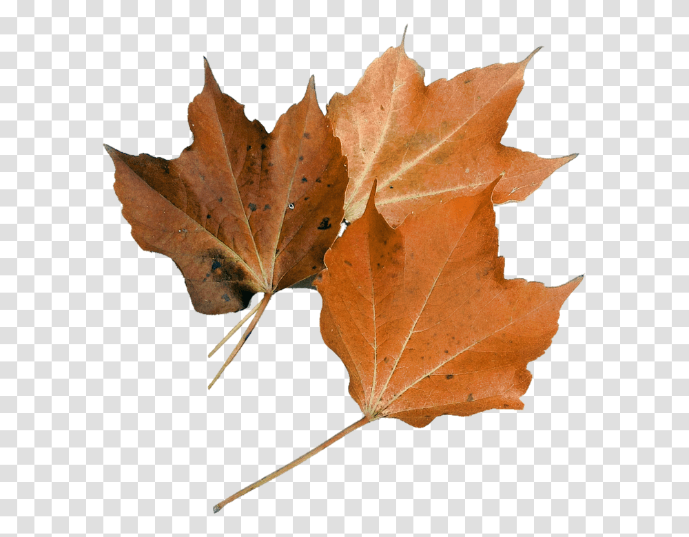 Isolated 960, Nature, Leaf, Plant, Tree Transparent Png