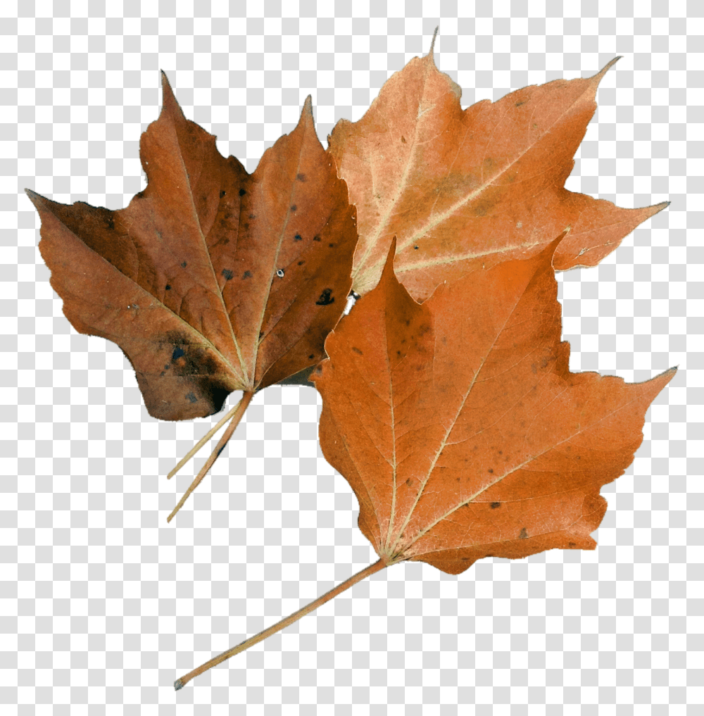 Isolated Nature, Leaf, Plant, Tree Transparent Png
