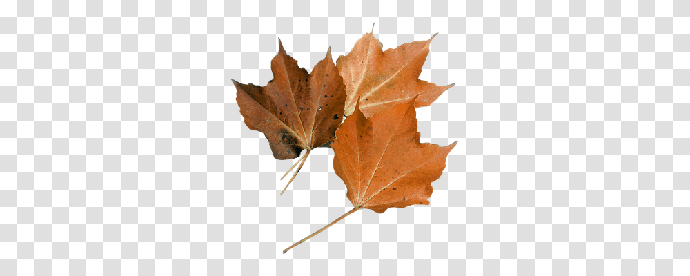 Isolated Nature, Leaf, Plant, Tree Transparent Png