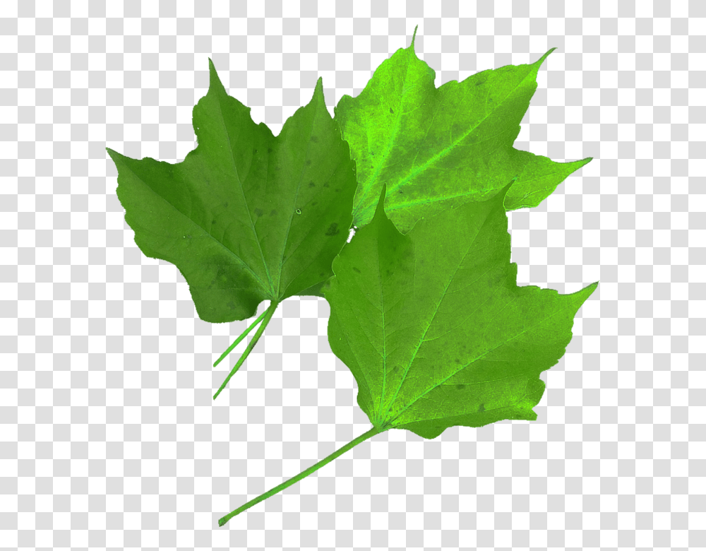 Isolated 960, Nature, Leaf, Plant, Maple Leaf Transparent Png