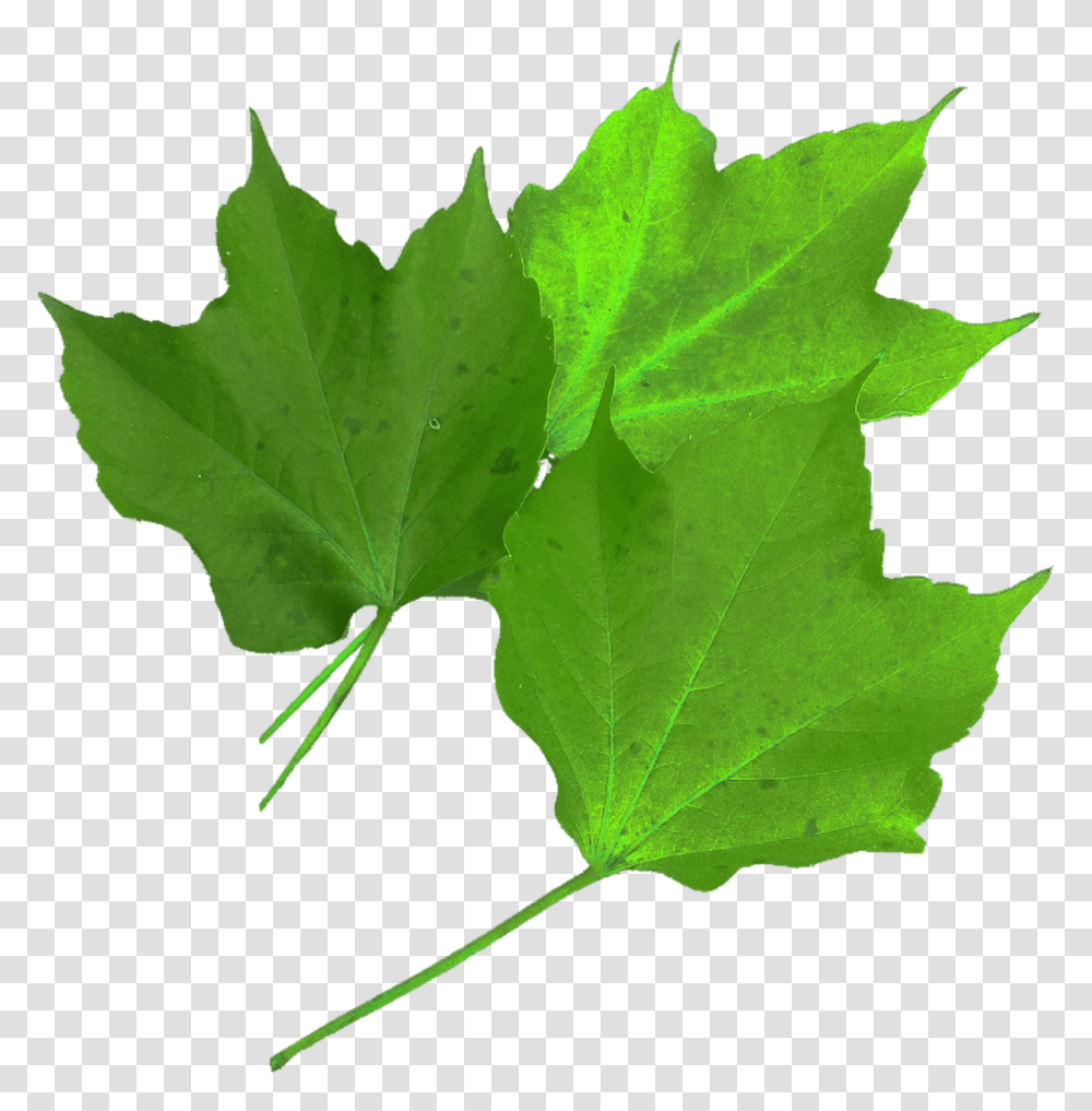 Isolated Nature, Leaf, Plant, Maple Leaf Transparent Png