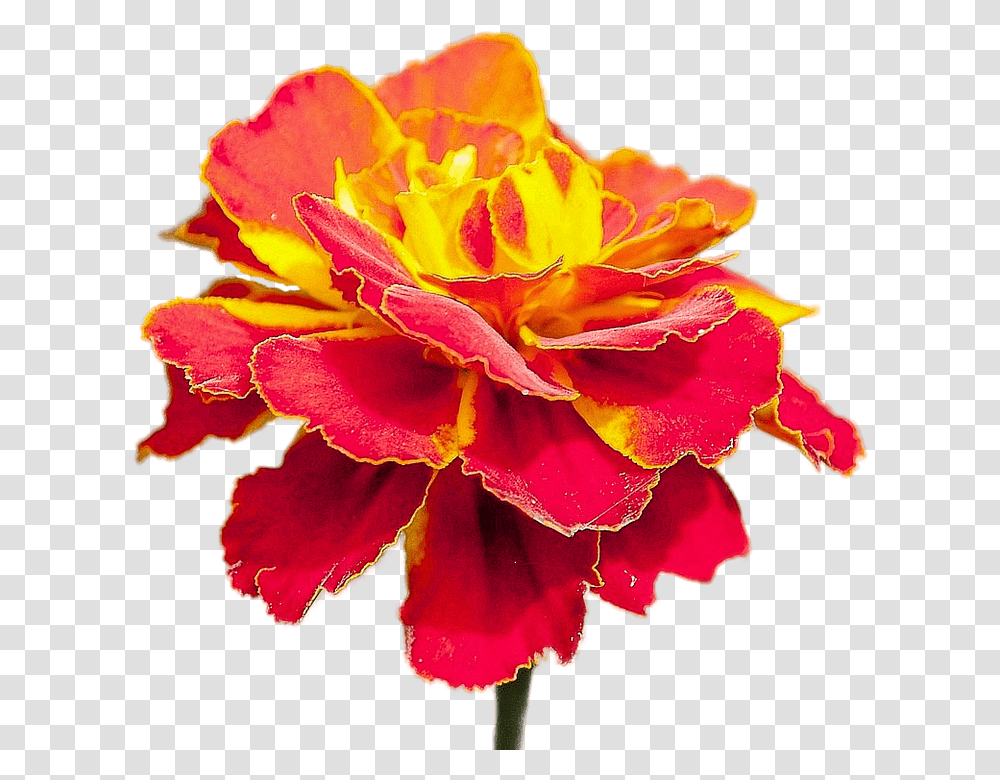 Isolated 960, Flower, Plant, Blossom, Petal Transparent Png