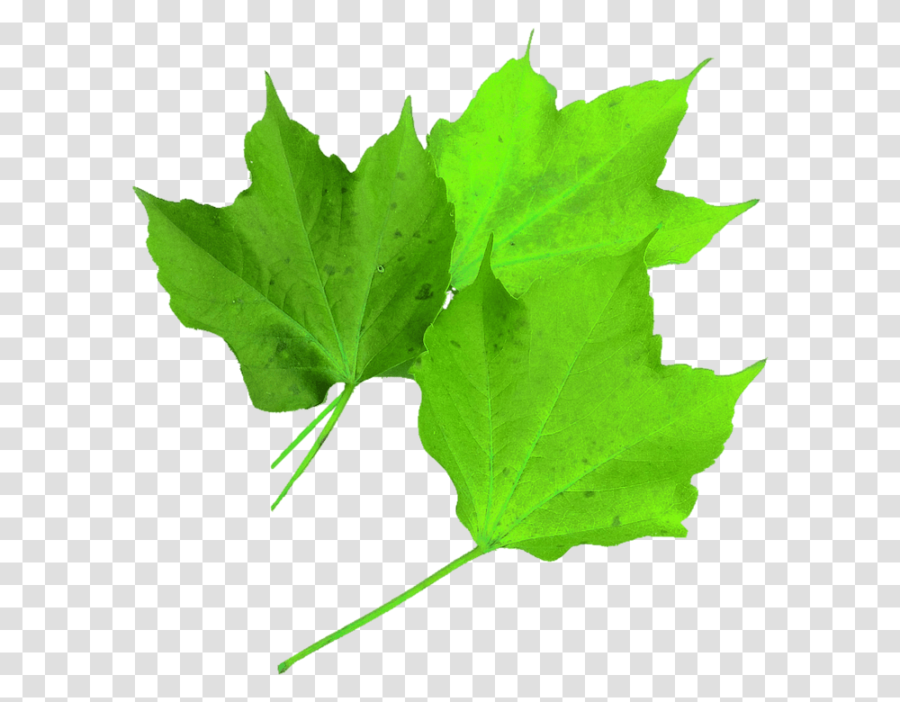 Isolated 960, Nature, Leaf, Plant, Maple Leaf Transparent Png