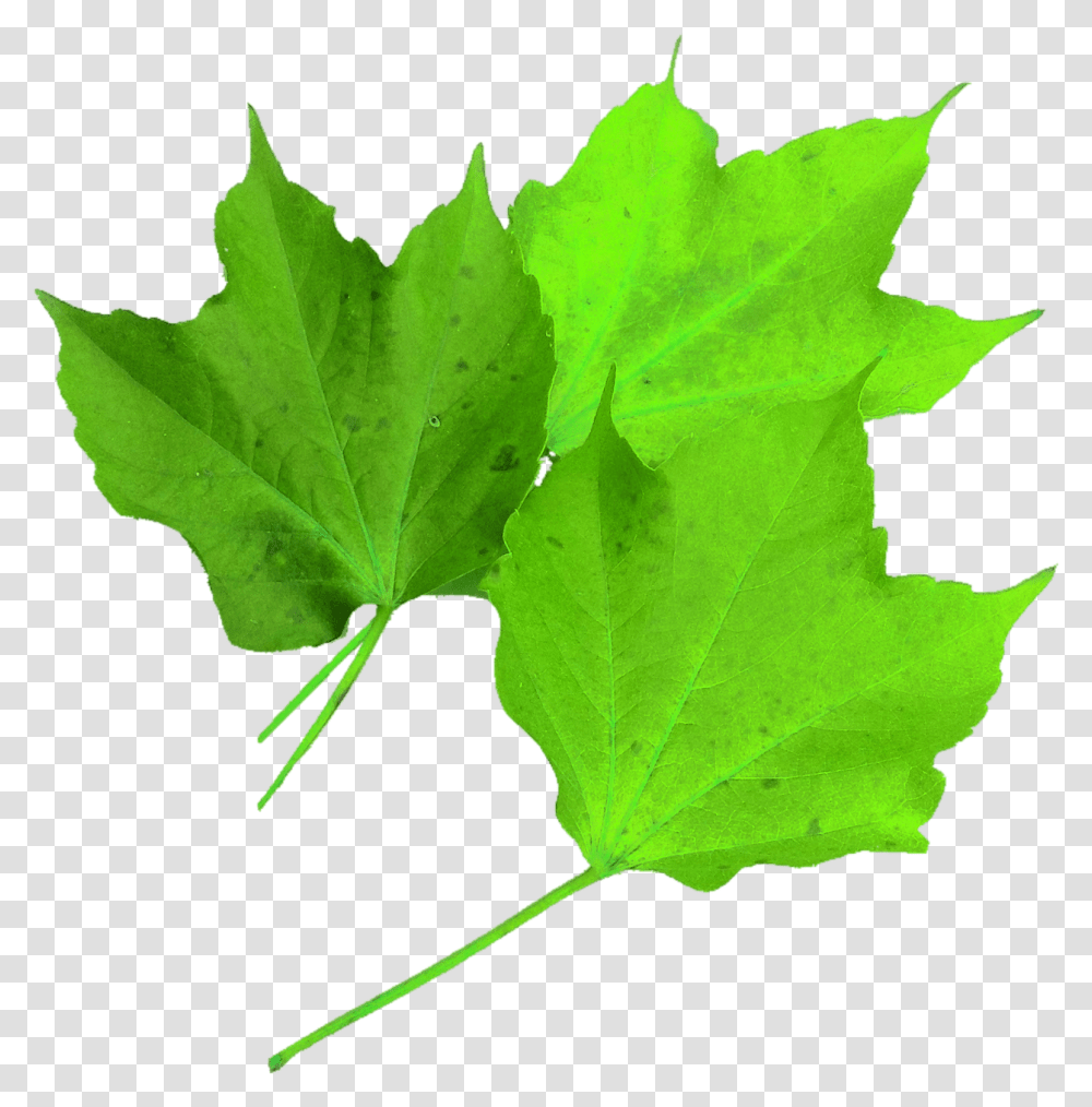 Isolated Nature, Leaf, Plant, Maple Leaf Transparent Png