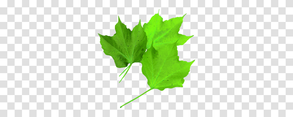 Isolated Nature, Leaf, Plant, Maple Leaf Transparent Png