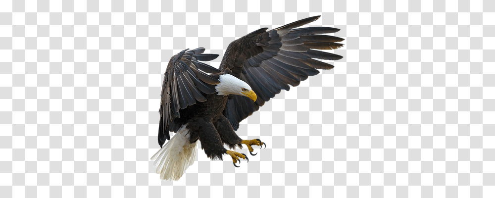 Isolated Nature, Eagle, Bird, Animal Transparent Png