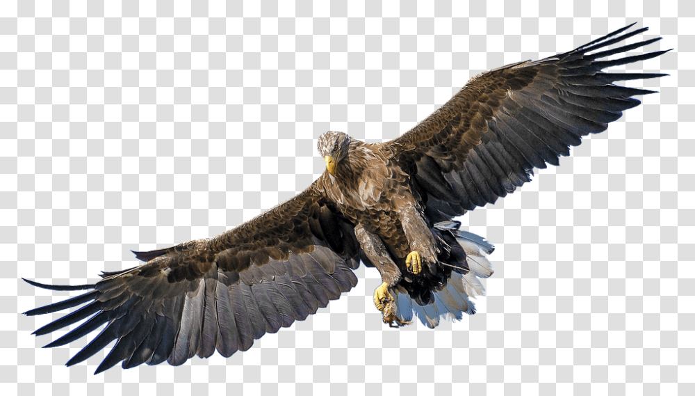 Isolated 960, Animals, Eagle, Bird, Bald Eagle Transparent Png
