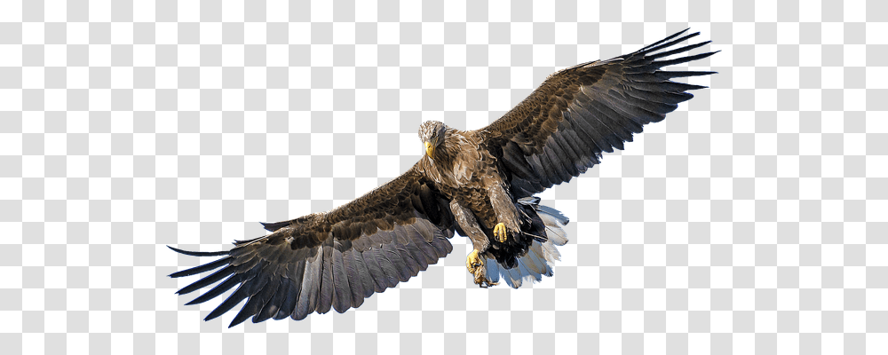 Isolated Animals, Eagle, Bird, Buzzard Transparent Png
