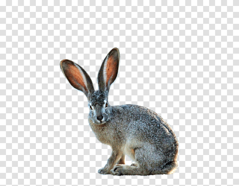 Isolated 960, Animals, Hare, Rodent, Mammal Transparent Png