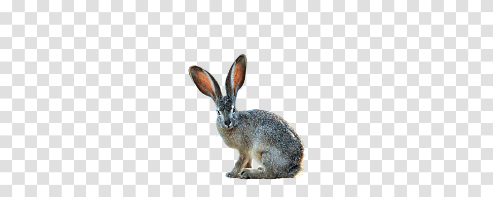 Isolated Nature, Mammal, Animal, Rodent Transparent Png