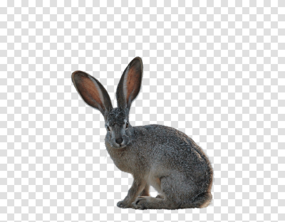 Isolated 960, Animals, Rodent, Mammal, Sheep Transparent Png